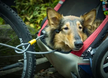 cykelvagn-hund