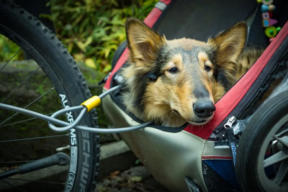 cykelvagn-hund