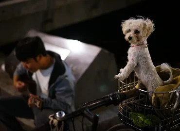hund-i-cykelkorg